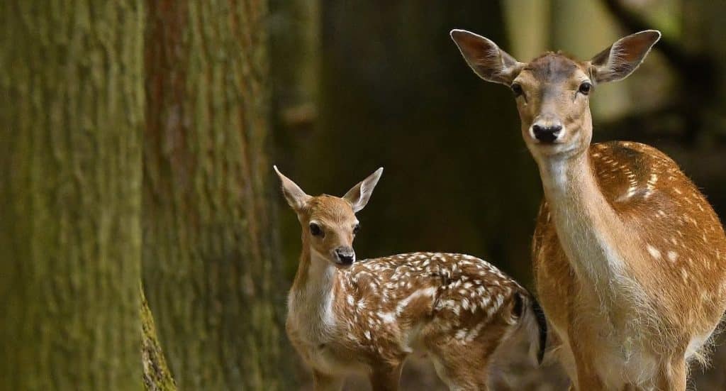Erlebnispark Tripsdrill: „Lichtergaudi“ und Hirschbrunft mit Rabatten