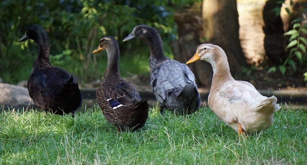 Arche Noah Zoo Braunschweig schenkt Besuchern den Eintritt