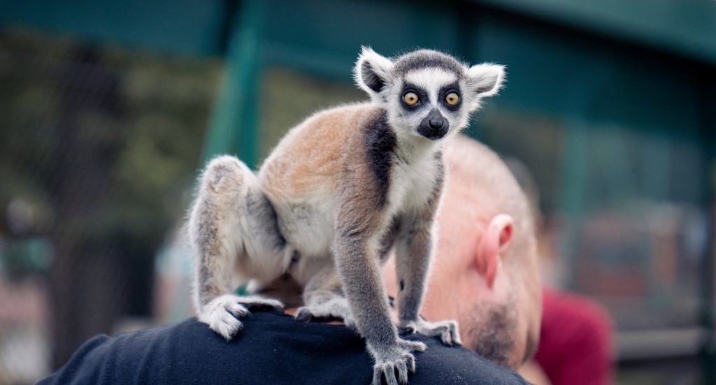 Safariland Stukenbrock: Meyer Entertainment kauft Wildlife-Zoo