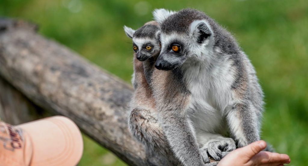 Serengeti-Park Gutschein Groupon mit 28 Prozent Rabatt
