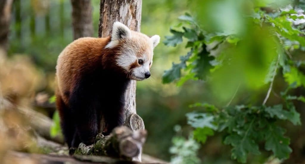 Tiergarten Nürnberg: Freikarte für Kinder in den Herbstferien