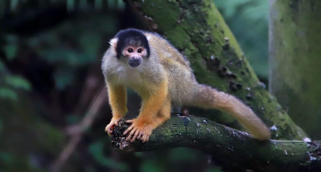 Tierpark Hagenbeck: Rabatte für Familien 2026 2027