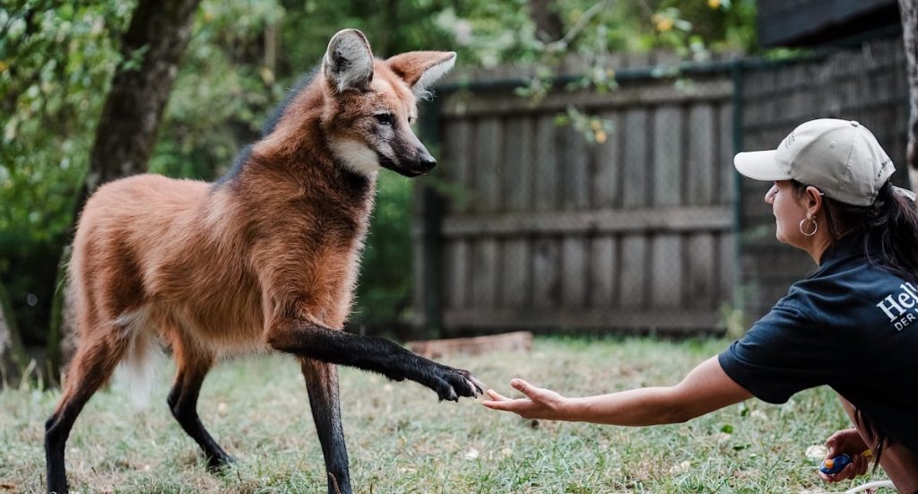Tierpark Hellabrunn: Eine großartige Reise durch die Tierwelt