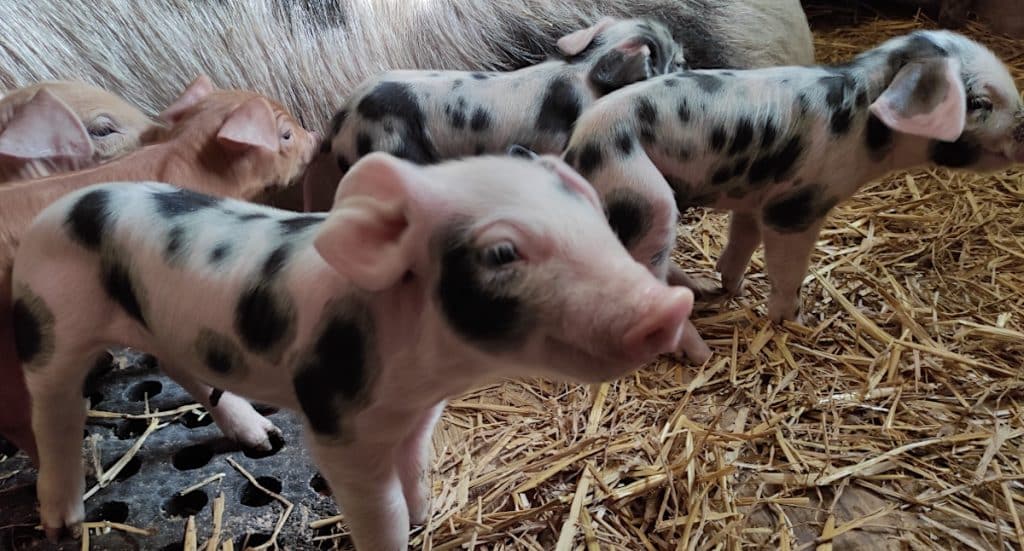Tierpark Nordhorn Freikarte am 31. Tag der offenen Tür