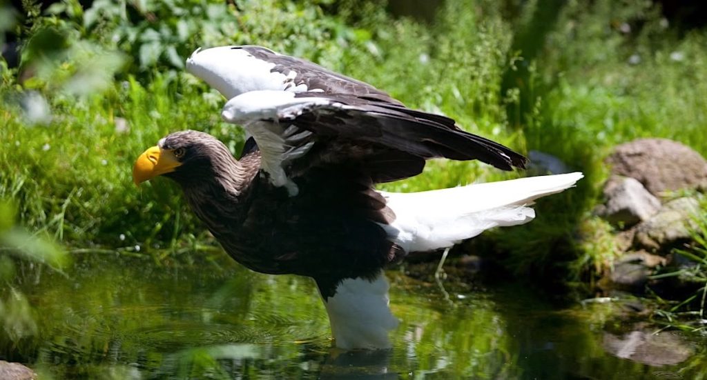 Weltvogelpark Walsrode Gutschein Groupon mit 33 Prozent Rabatt