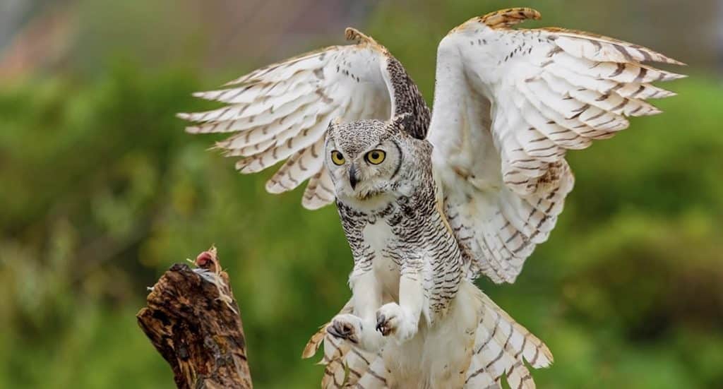 Wildpark Gangelt Gutschein Freikarte für Kinder bis 15 Jahre