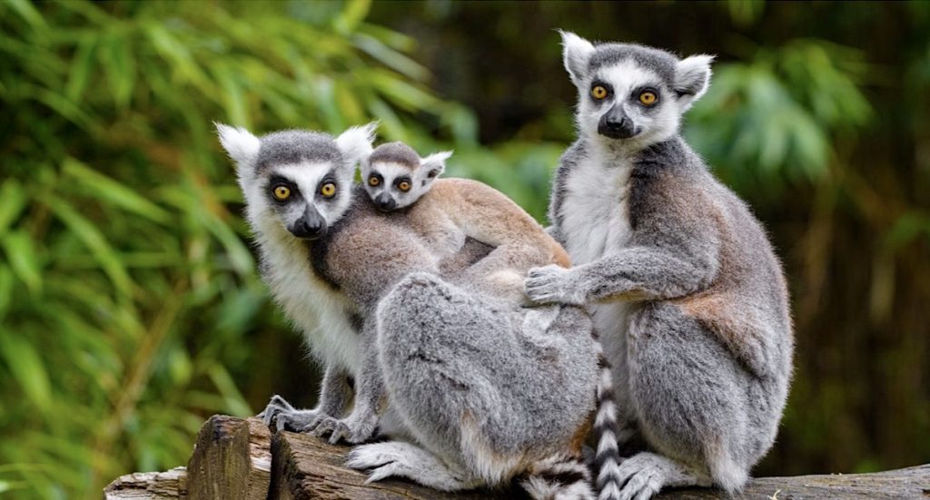 Zoo Duisburg: Koalas, Delfine, Wombats und mehr
