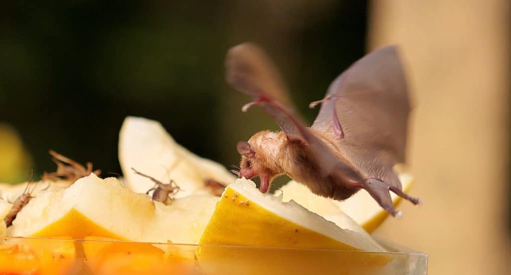 Zoo Krefeld Gutschein Freikarte für Kinder in den Ferien