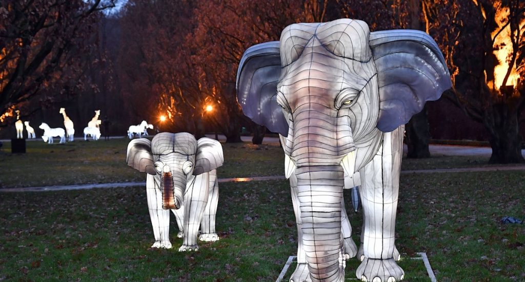 Zoo Rostock: ZooLichtZauber 2026/2027 Preise und Termine