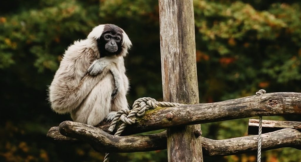 Zoo Schwerin Gutschein Groupon mit 38 Prozent Rabatt